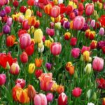 tulipán gondozása